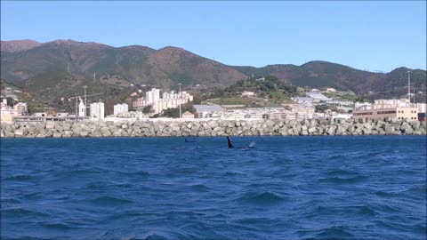 Eccezionale avvistamento a Genova Prà: quattro orche nuotano vicino al porto