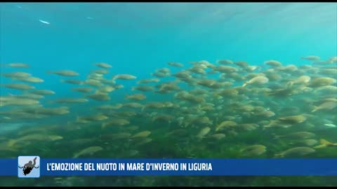 Ad anteprima sport il video emozionale del nuoto in mare d'inverno in Liguria