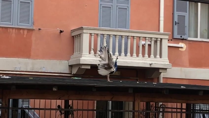 Un pavone fa la ruota a Genova nel quartiere di San Teodoro, il curioso spettacolo