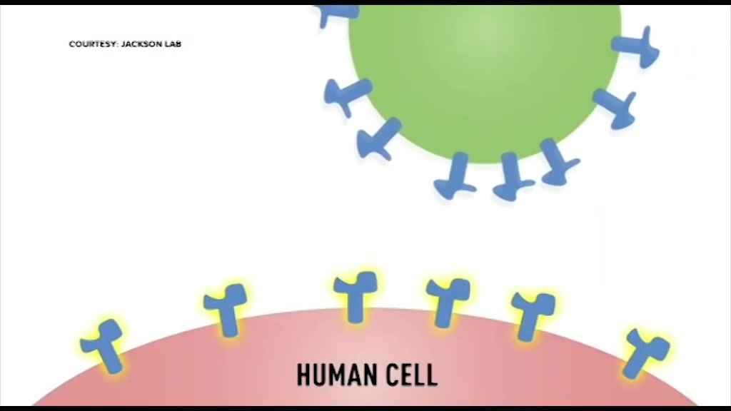 Coronavirus, prof. Icardi: 