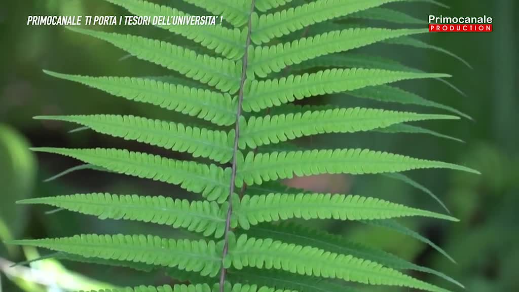 L'Orto Botanico dell'Università di Genova è chiuso, Primocanale lo porta a casa vostra