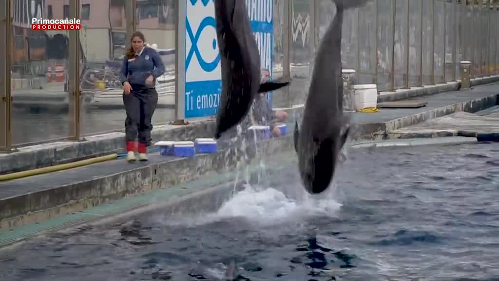 Tra delfini, squali e foche, viaggio all'Acquario di Genova in attesa della riapertura