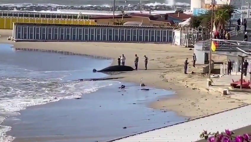 Mareggiata lunga a Sanremo: le immagini delle onde e di un animale spiaggiato