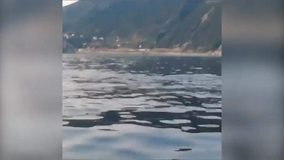 Cinque Terre, lo spettacolo dei Delfini tra Manarola e Corniglia