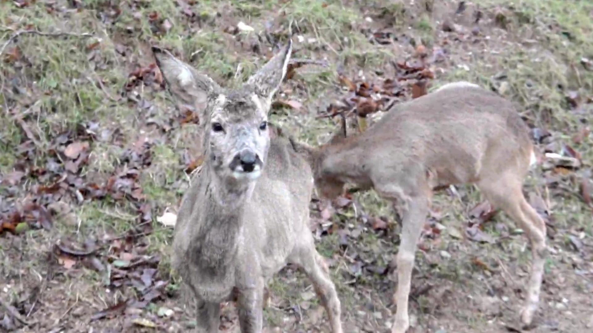 A Campomorone il centro ricovero per animali selvatici