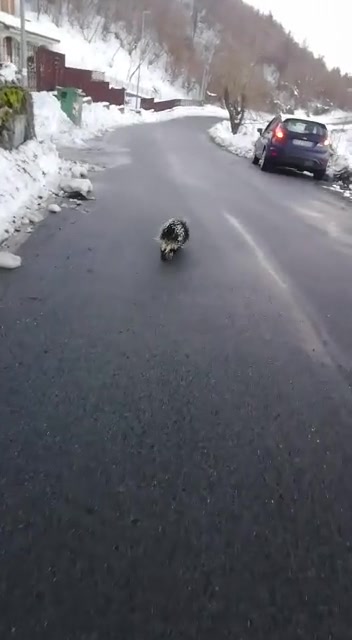 Genova, un simpatico istrice ripreso mentre va a spasso per le strade di Crocefieschi