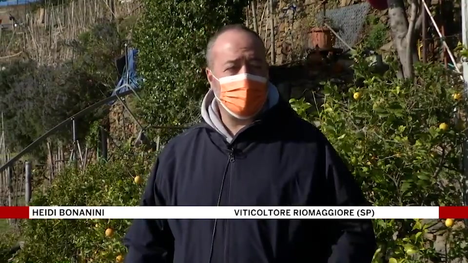 Cinque Terre, il bilancio dei viticoltori di Riomaggiore 