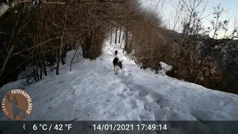 Parco dell'Antola, il video di due bellissimi daini a spasso nella neve