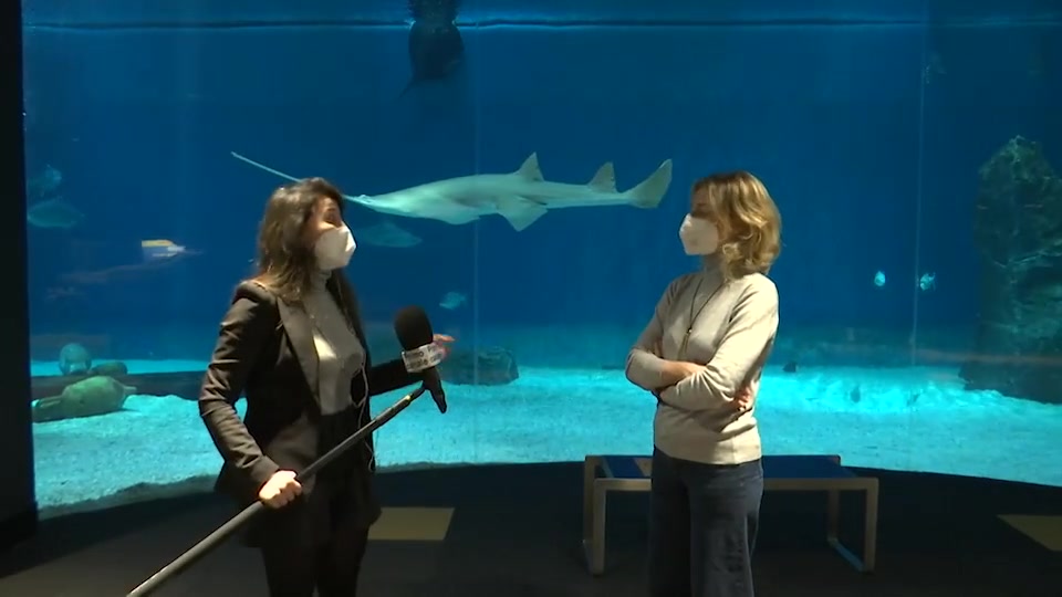 Acquario di Genova, riapertura il 15 febbraio. Ecco le nascite di questi mesi