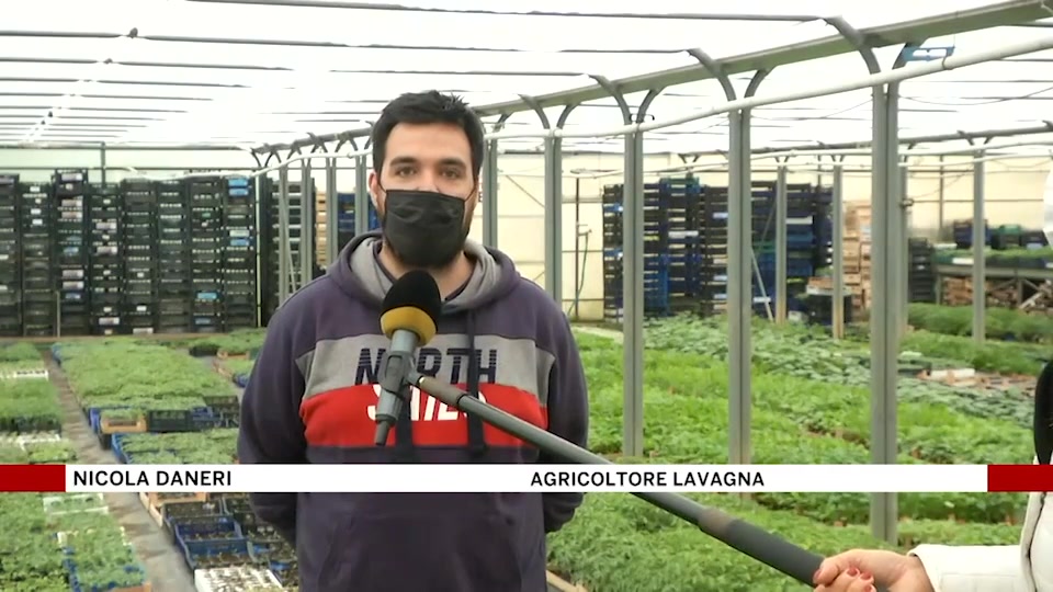 Covid e agricoltura, meno vendite per i ristoranti ma tante per l'orto fai da te