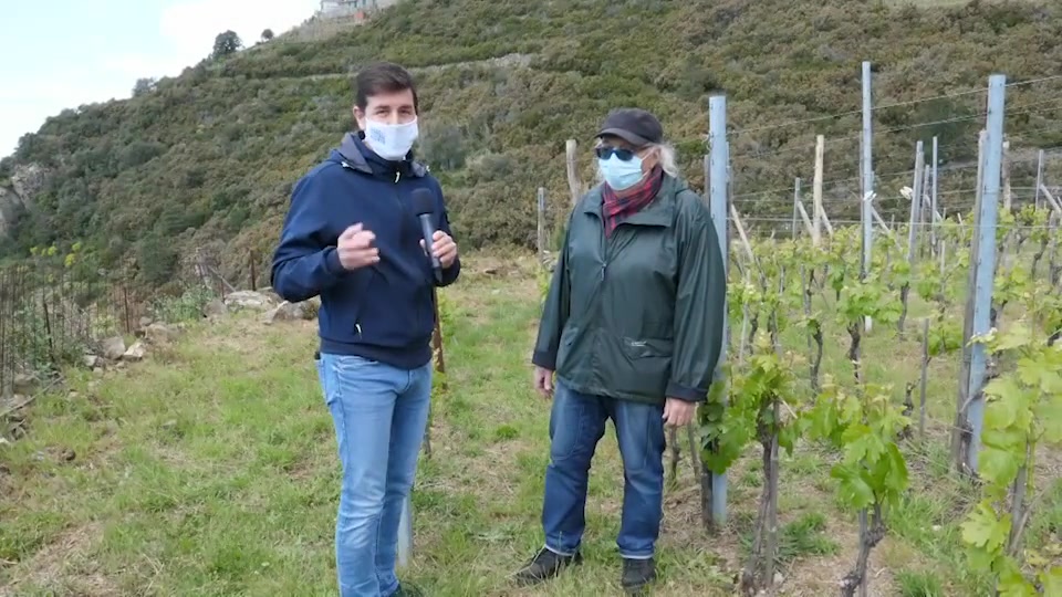 Le vigne delle Cinque Terre raccontate in dialetto