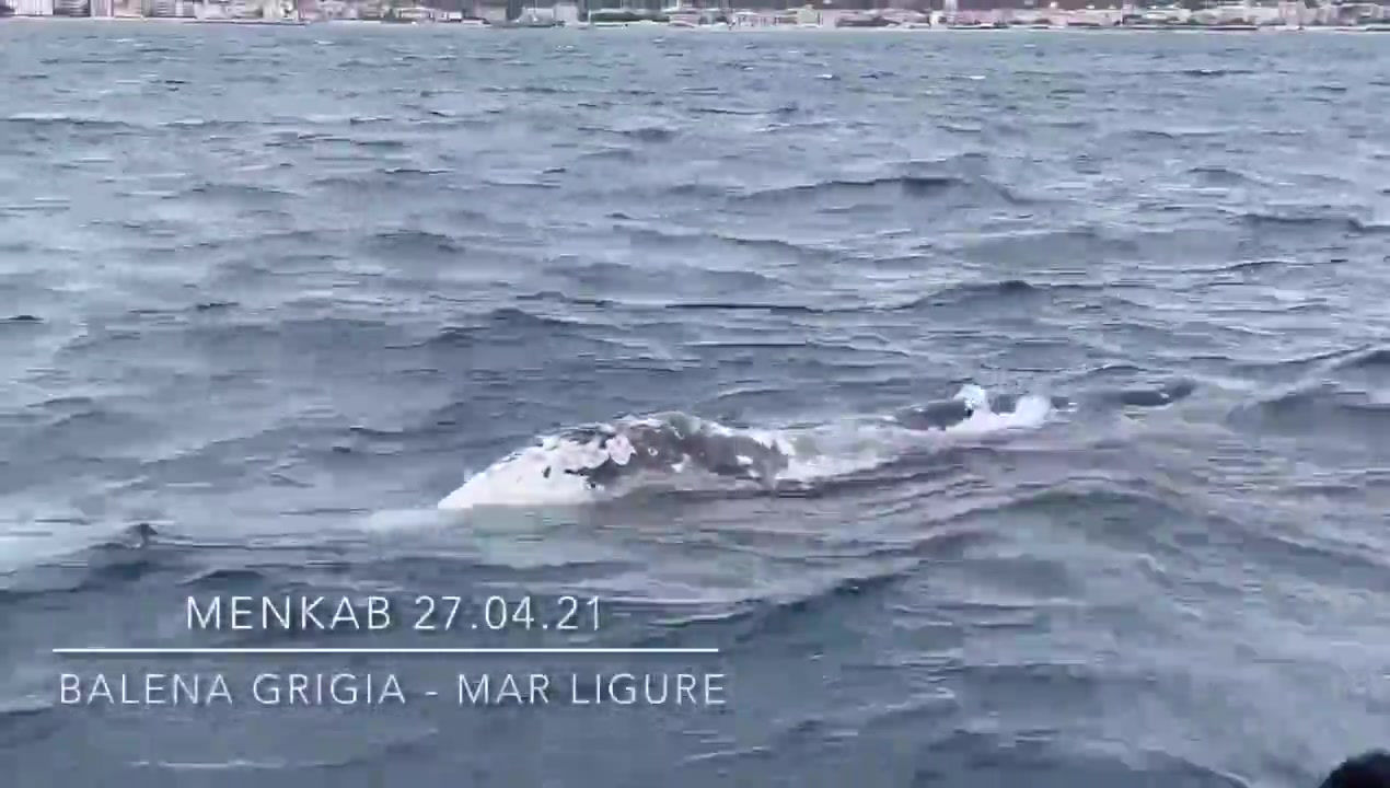 La balena grigia Wally prosegue il suo viaggio: è arrivata nel mar ligure