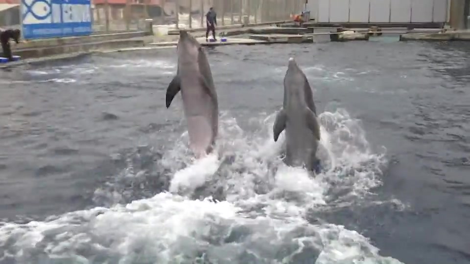 Successo per la riapertura dell'Acquario, Costa: "Il caos autostrade ci danneggia"