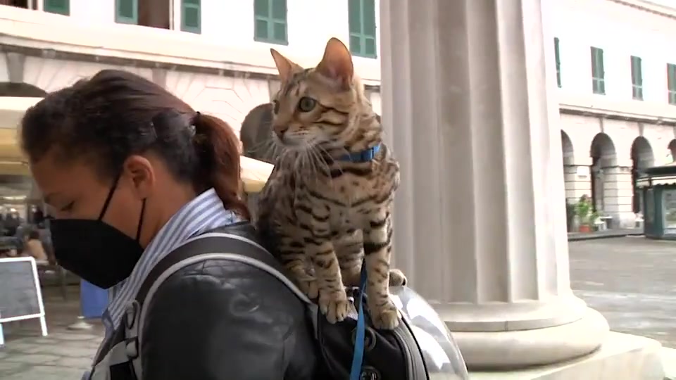 Genova, a spasso con il gatto Arlo nelle vie del centro