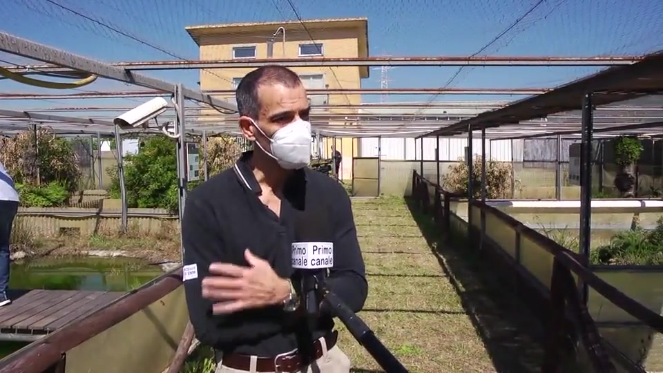 L'Acquario di Genova collabora con il Centro Emys a Leca d'Albenga per salvare le tartarughe ingaune