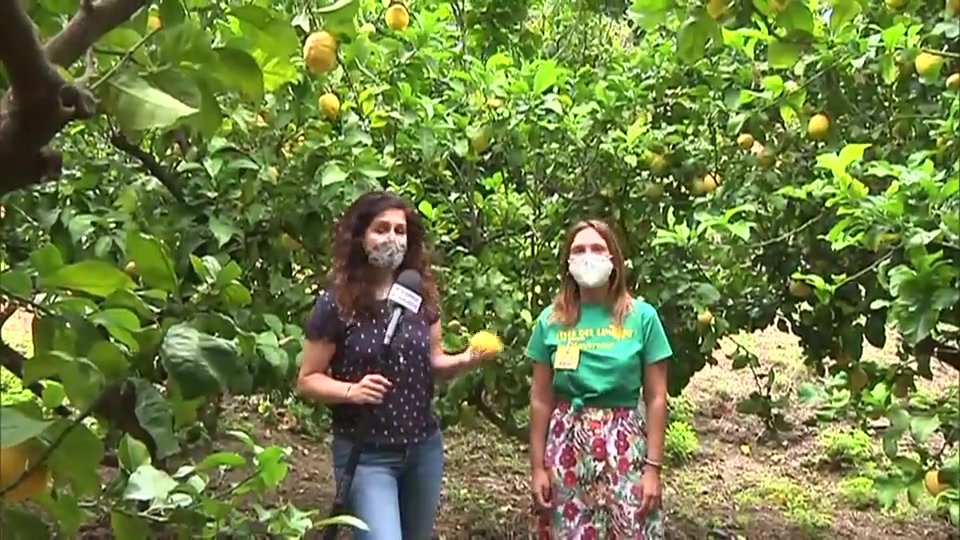 A Monterosso la cura e i pregi dei limoni