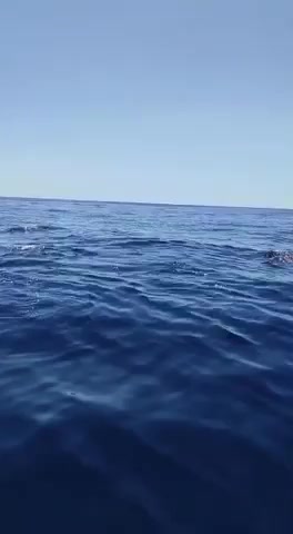 Delfini al largo di punta Chiappa si avvicinano alle barche