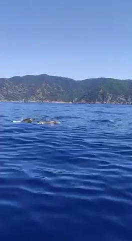 Delfini al largo di punta Chiappa si avvicinano alle barche 2