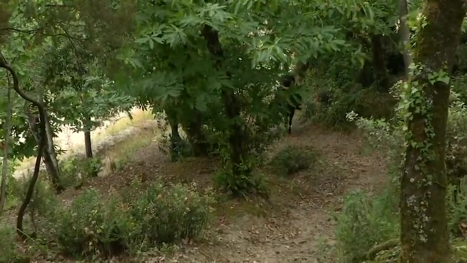 Turismo e natura in Liguria, aumenta chi sceglie un giro tra i boschi in sella ai cavalli