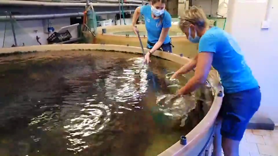 La tartaruga Nena torna in mare dopo un anno di cura all'Acquario di Genova