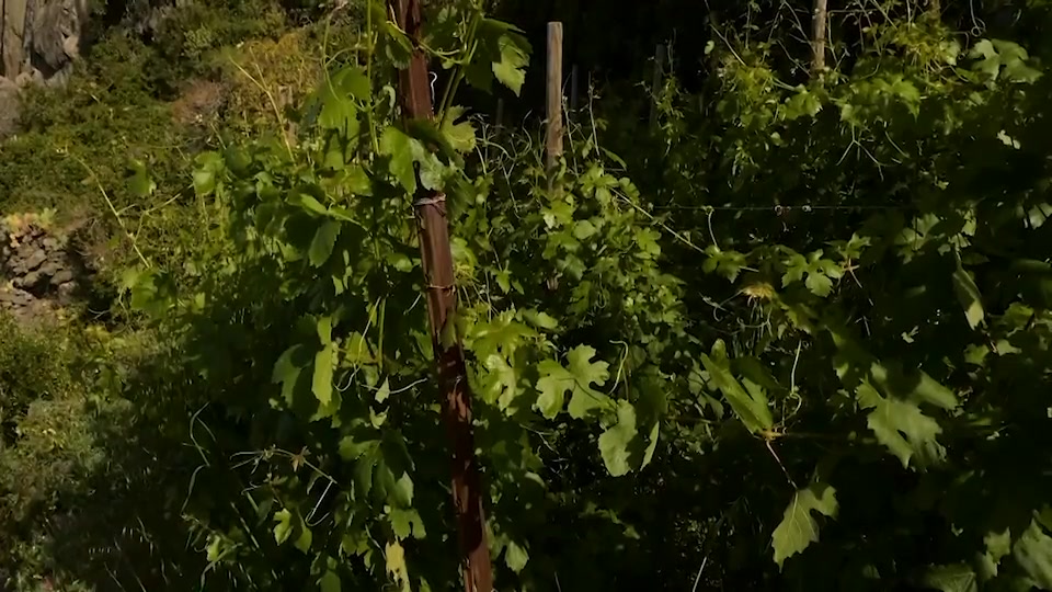 Ambiente, Grillo (Amici delle Cinque Terre): 