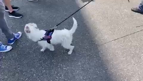 Ecco Leone, il Jack Russell Terrier nuovo cane antidroga della polizia