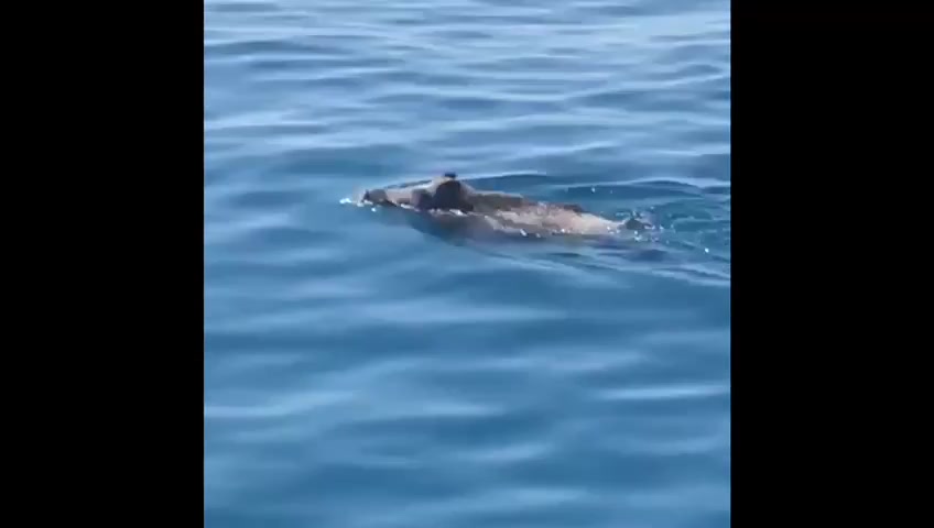 Nel mare di Camogli anche il cinghiale si fa una nuotata: a Recco ha aggredito due anziani