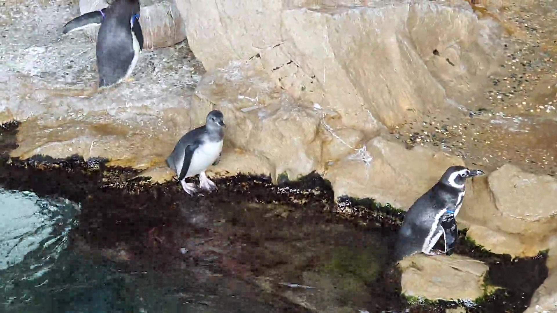 Acquario di Genova, i piccoli di pinguino hanno iniziato a uscire dal nido: il video