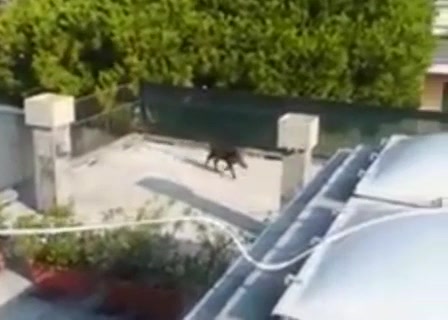 Quarto, cinghiale sfonda portone del palazzo e sale sul terrazzo bloccando un residente