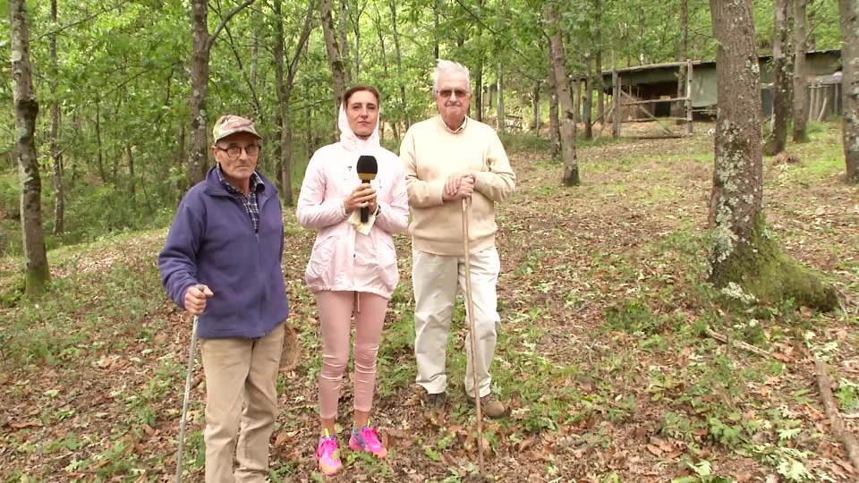 Raccolte eccezionali di funghi, a spasso nei boschi di Tavarone (Maissana)