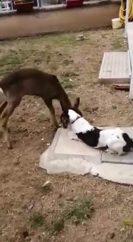 Cuccioli di daino salvati e allevati con i cagnolini a Casarza Ligure